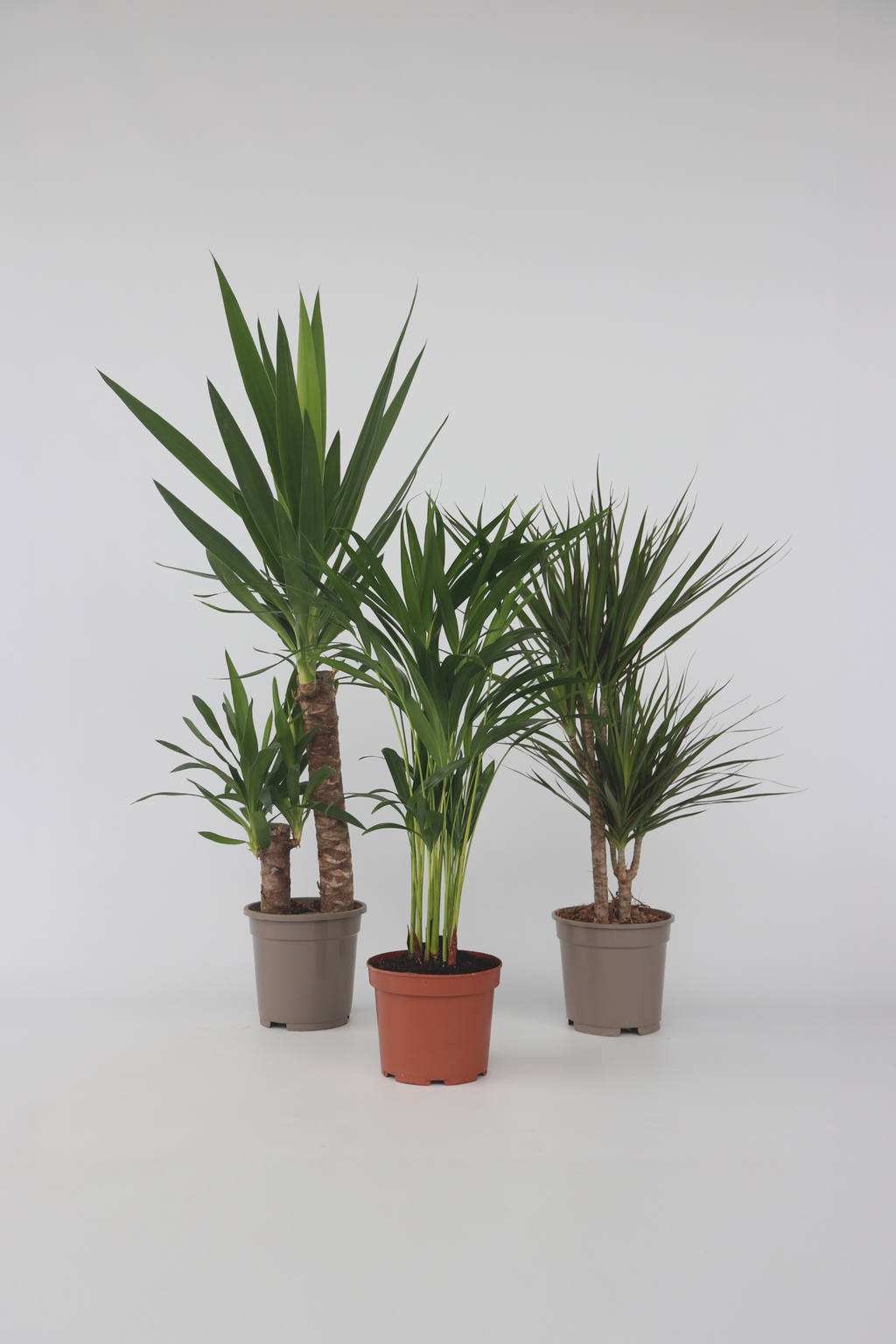 Mélange De 3 Palmiers D’Intérieur Xl – Plante D’Intérieur