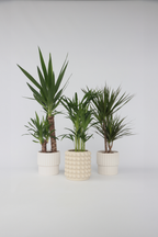 Mélange De 3 Palmiers D’Intérieur Xl – Plante D’Intérieur