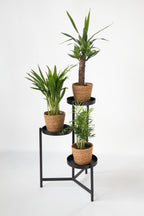 Lot De 3 Mini Palmiers D’Intérieur Avec Paniers Décoratifs – Plante D’Intérieur
