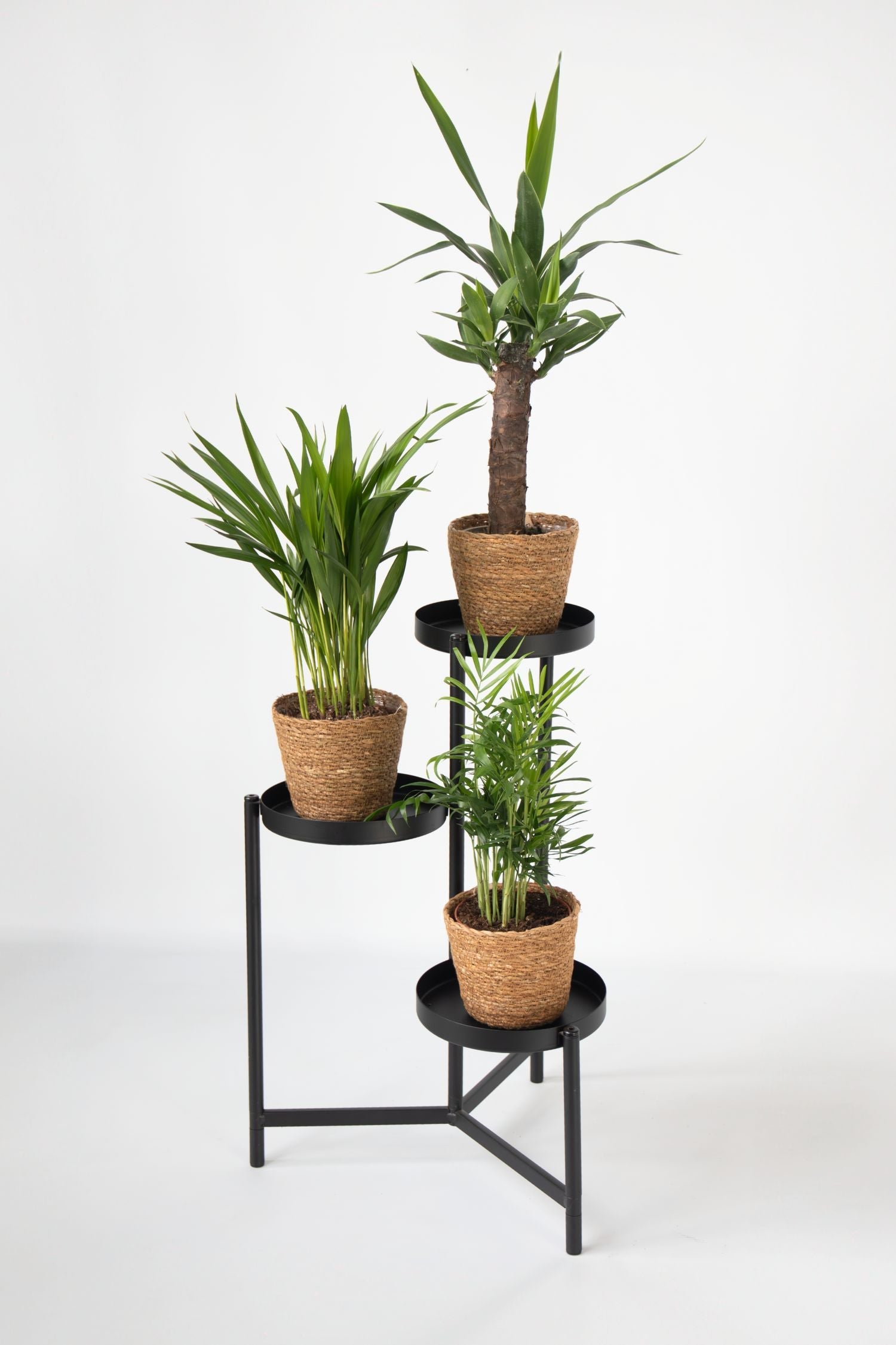 Lot De 3 Mini Palmiers D’Intérieur Avec Paniers Décoratifs – Plante D’Intérieur