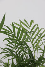 Lot De 3 Mini Palmiers D’Intérieur Avec Paniers Décoratifs – Plante D’Intérieur