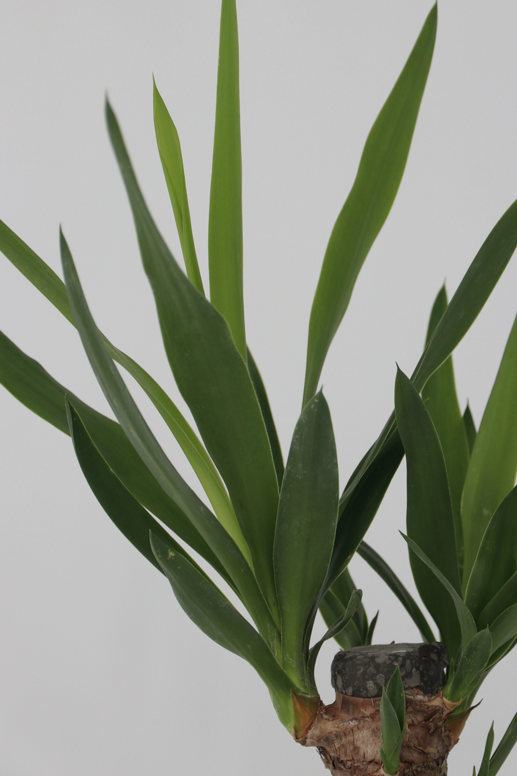 Lot De 3 Mini Palmiers D’Intérieur Avec Paniers Décoratifs – Plante D’Intérieur