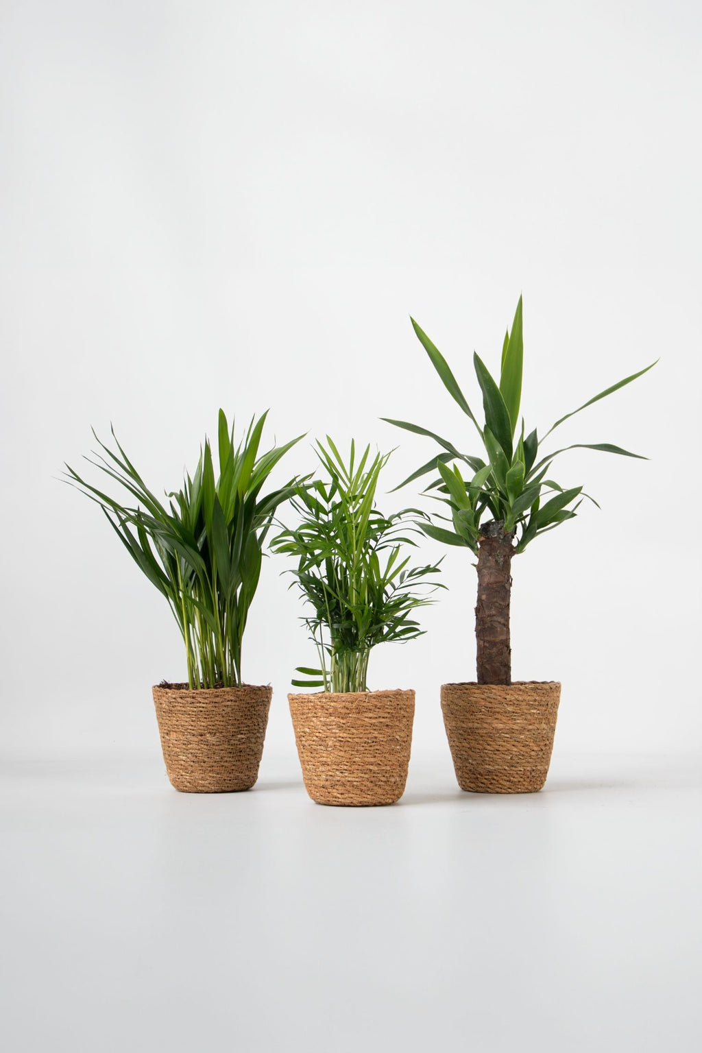 Lot De 3 Mini Palmiers D’Intérieur Avec Paniers Décoratifs – Plante D’Intérieur