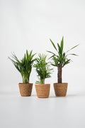 Lot De 3 Mini Palmiers D’Intérieur Avec Paniers Décoratifs – Plante D’Intérieur