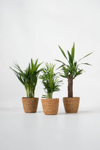Lot De 3 Mini Palmiers D’Intérieur Avec Paniers Décoratifs – Plante D’Intérieur