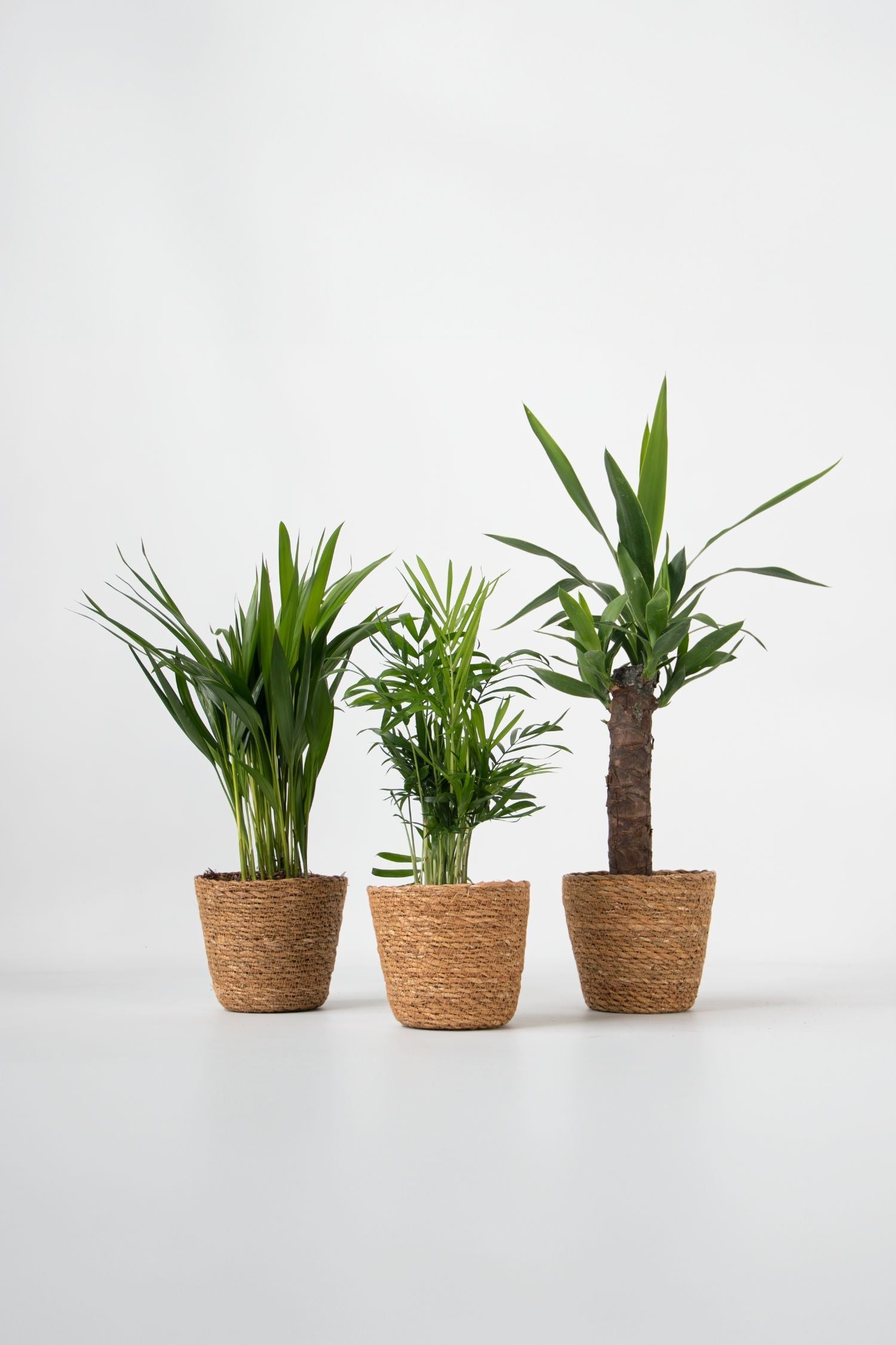 Lot De 3 Mini Palmiers D’Intérieur Avec Paniers Décoratifs – Plante D’Intérieur