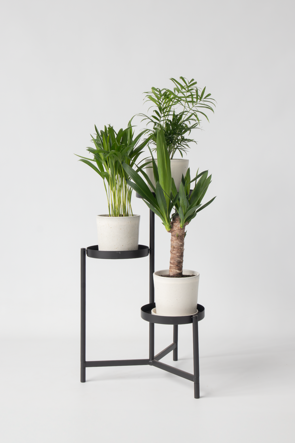 Mélange De Mini Palmiers D’Intérieur (Areca, Chamaedorea, Yucca) – Plante D’Intérieur