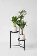 Mélange De Mini Palmiers D’Intérieur (Areca, Chamaedorea, Yucca) – Plante D’Intérieur
