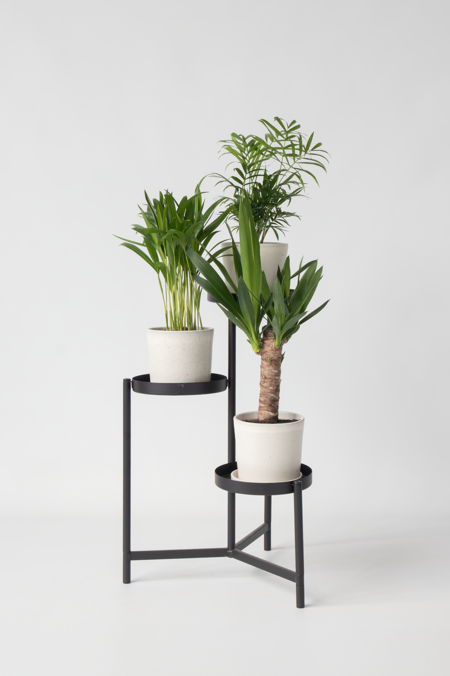 Mélange De Mini Palmiers D’Intérieur (Areca, Chamaedorea, Yucca) – Plante D’Intérieur