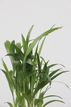 Mélange De Mini Palmiers D’Intérieur (Areca, Chamaedorea, Yucca) – Plante D’Intérieur