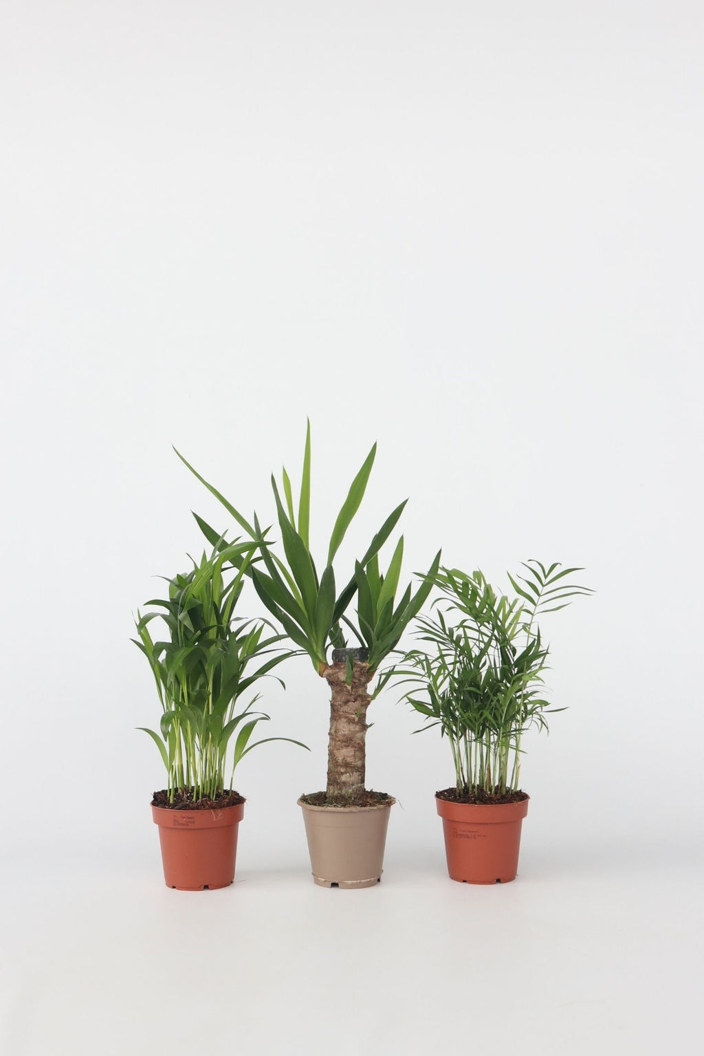 Mélange De Mini Palmiers D’Intérieur (Areca, Chamaedorea, Yucca) – Plante D’Intérieur
