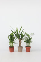 Mélange De Mini Palmiers D’Intérieur (Areca, Chamaedorea, Yucca) – Plante D’Intérieur