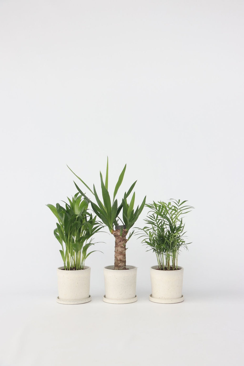 Mélange De Mini Palmiers D’Intérieur (Areca, Chamaedorea, Yucca) – Plante D’Intérieur