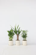 Mélange De Mini Palmiers D’Intérieur (Areca, Chamaedorea, Yucca) – Plante D’Intérieur
