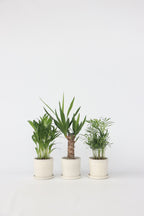 Mélange De Mini Palmiers D’Intérieur (Areca, Chamaedorea, Yucca) – Plante D’Intérieur