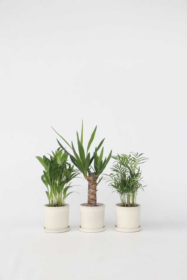 Mélange De Mini Palmiers D’Intérieur (Areca, Chamaedorea, Yucca) – Plante D’Intérieur