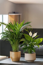 Mélange De Plantes Dépolluantes Areca Dypsis & Spathiphyllum – Plante D’Intérieur