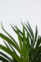 Mélange De Plantes Dépolluantes Areca Dypsis & Spathiphyllum – Plante D’Intérieur
