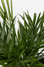 Mix De 2 Plantes Air Pur - Areca Dypsis Lutescens + Spathiphyllum - Plantes D'Intérieur