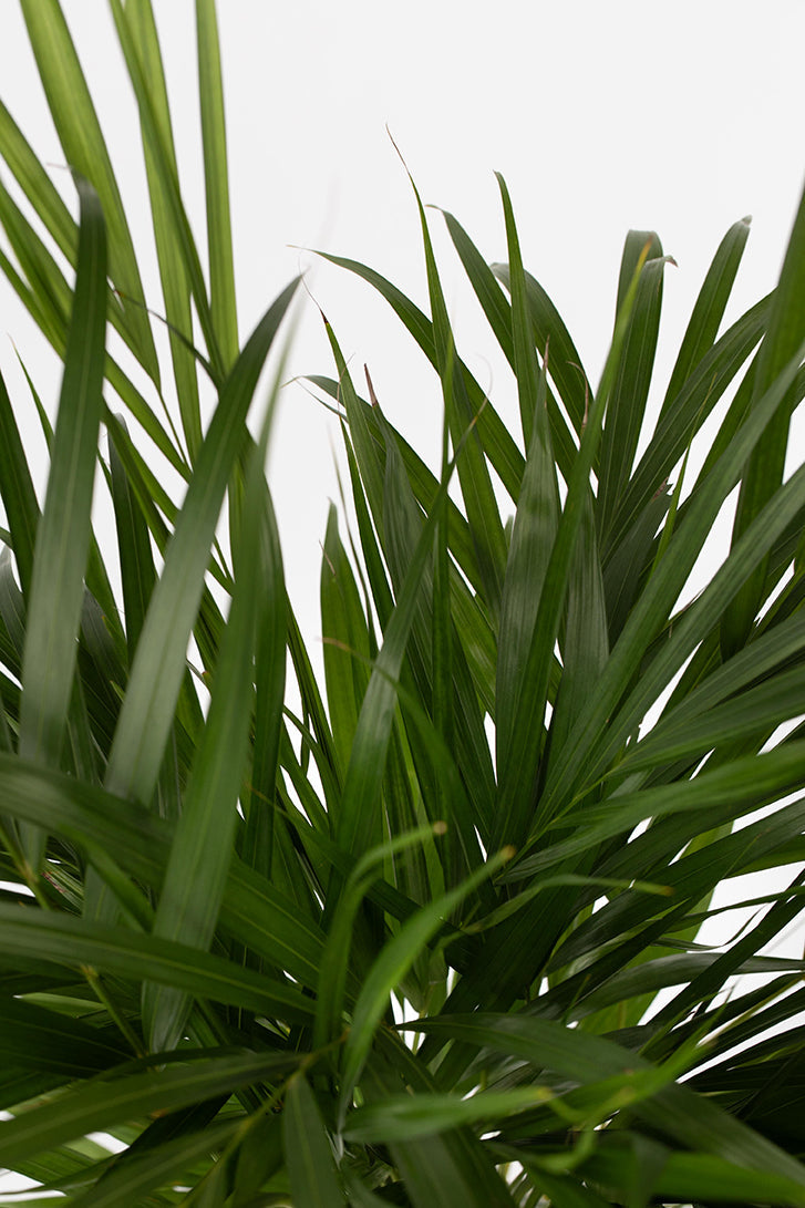 Mix De 2 Plantes Air Pur - Areca Dypsis Lutescens + Spathiphyllum - Plantes D'Intérieur
