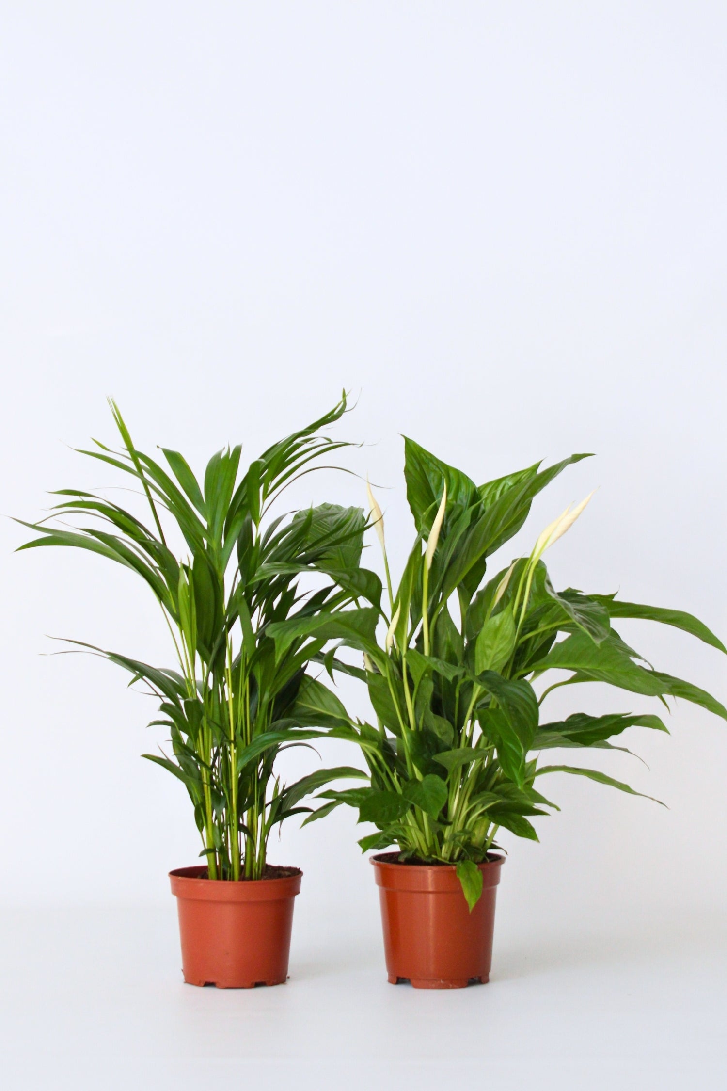 Mélange De Plantes Dépolluantes Areca Dypsis & Spathiphyllum – Plante D’Intérieur
