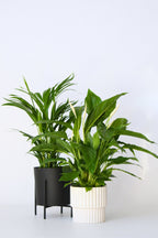 Mélange De Plantes Dépolluantes Areca Dypsis & Spathiphyllum – Plante D’Intérieur