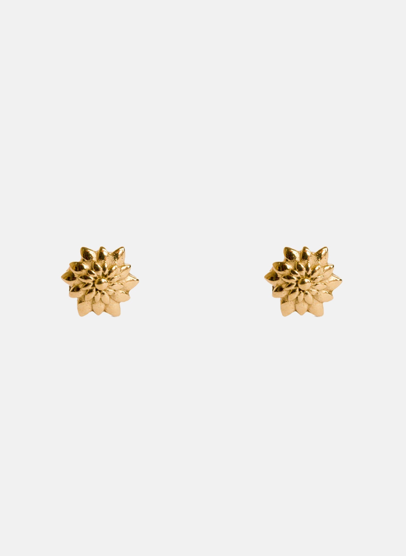 Puces D'Oreilles Azuré