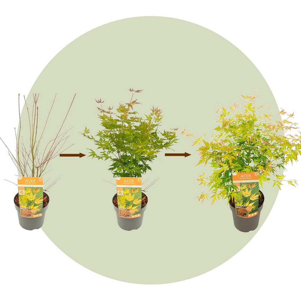 Érable Japonais ‘Orange Lace’ – Plante D’Extérieur