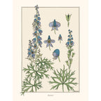 Sciences Naturelles - M.P Verneuil,Aconit