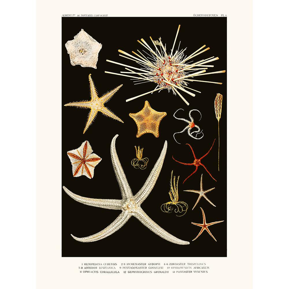 Sciences Naturelles - Emipedina