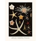 Sciences Naturelles - Emipedina