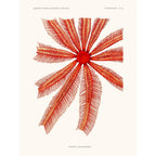 Sciences Naturelles - Echinodermes Brisinga Endecacnemos