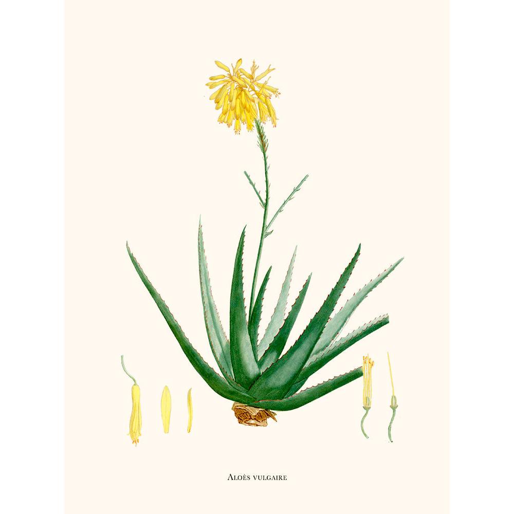 Sciences Naturelles - Aloès Vulgaris