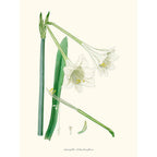 Sciences Naturelles - Amaryllis Solandraeflora