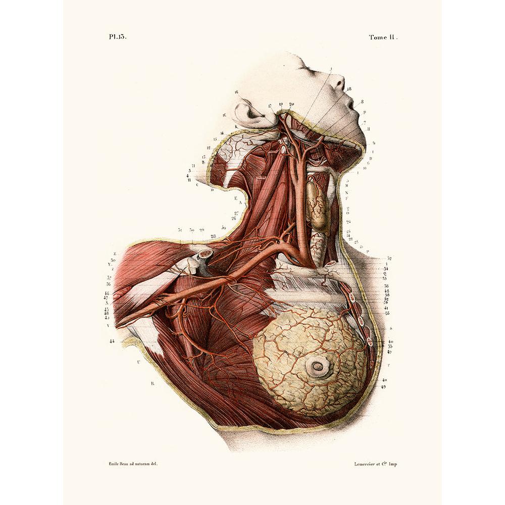 Sciences Naturelles - Anatomie Pl13 Buste De Femme