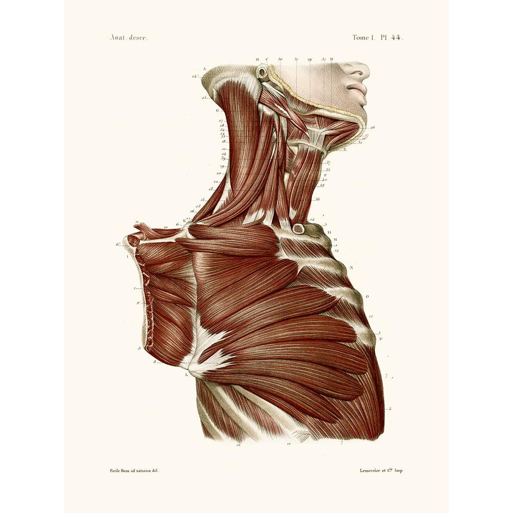 Sciences Naturelles - Anatomie Pl44 Buste D'homme