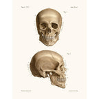 Sciences Naturelles - Anatomie Pl7 Crâne