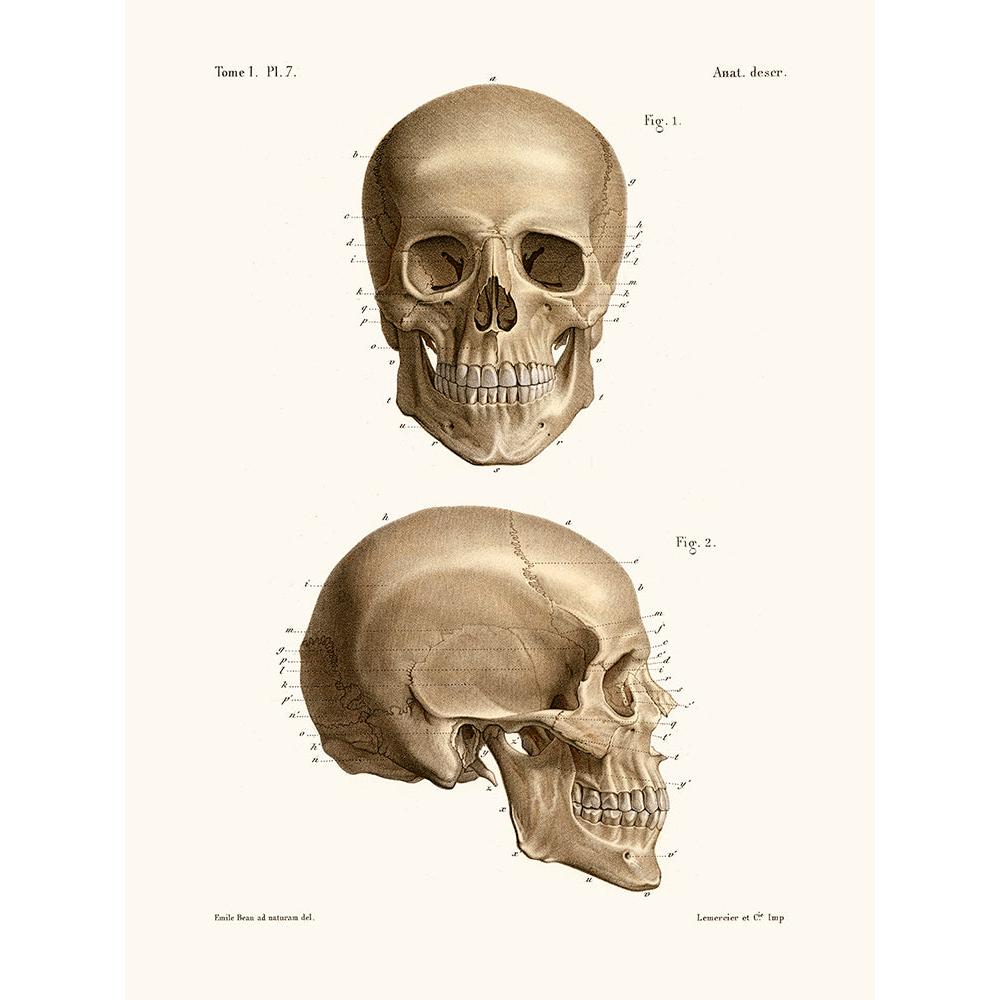 Sciences Naturelles - Anatomie Pl7 Crâne