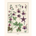 Sciences Naturelles - M.P Verneuil,Ancolie
