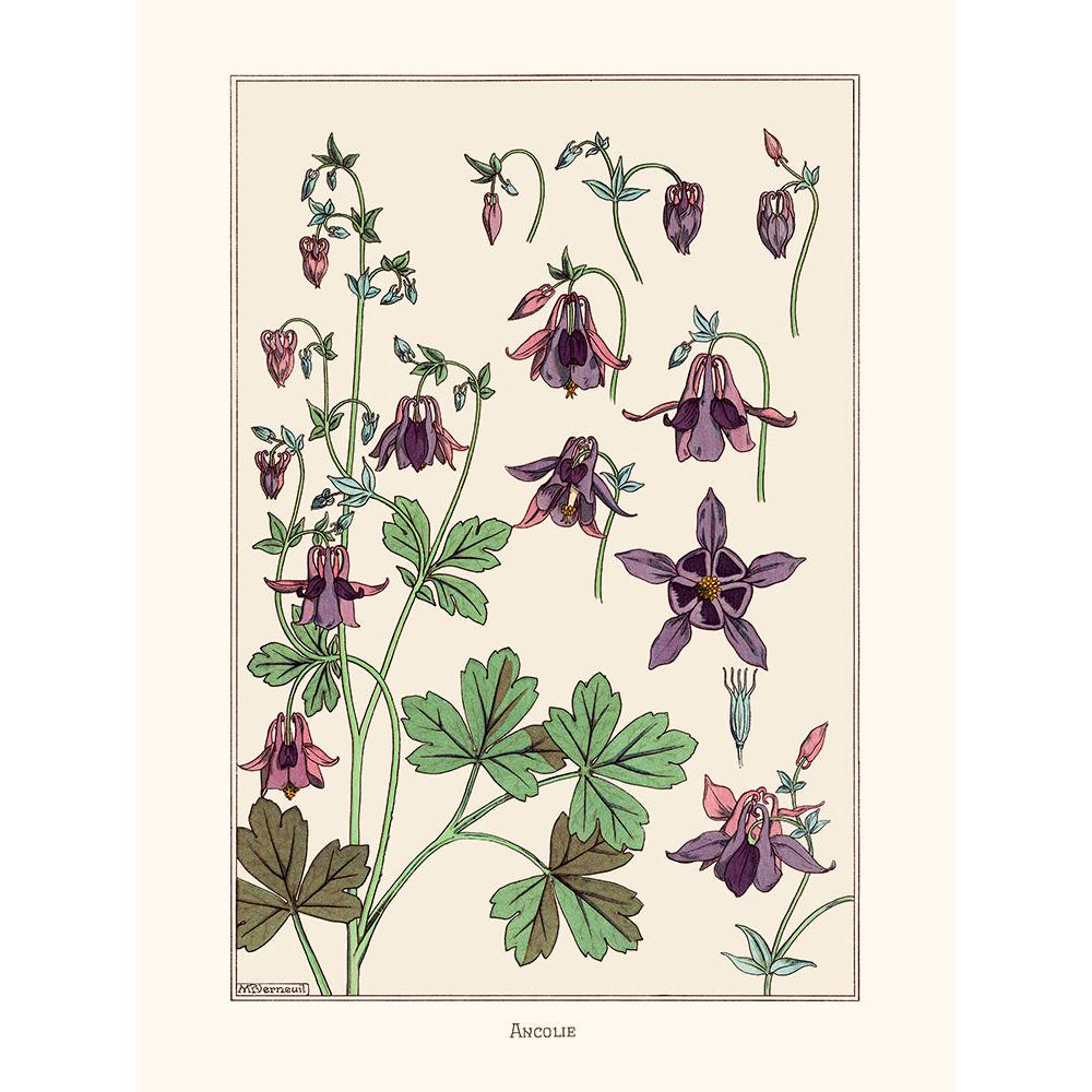 Sciences Naturelles - M.P Verneuil,Ancolie