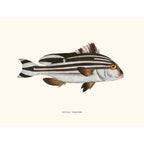 Sciences Naturelles - Anthias Diagramma