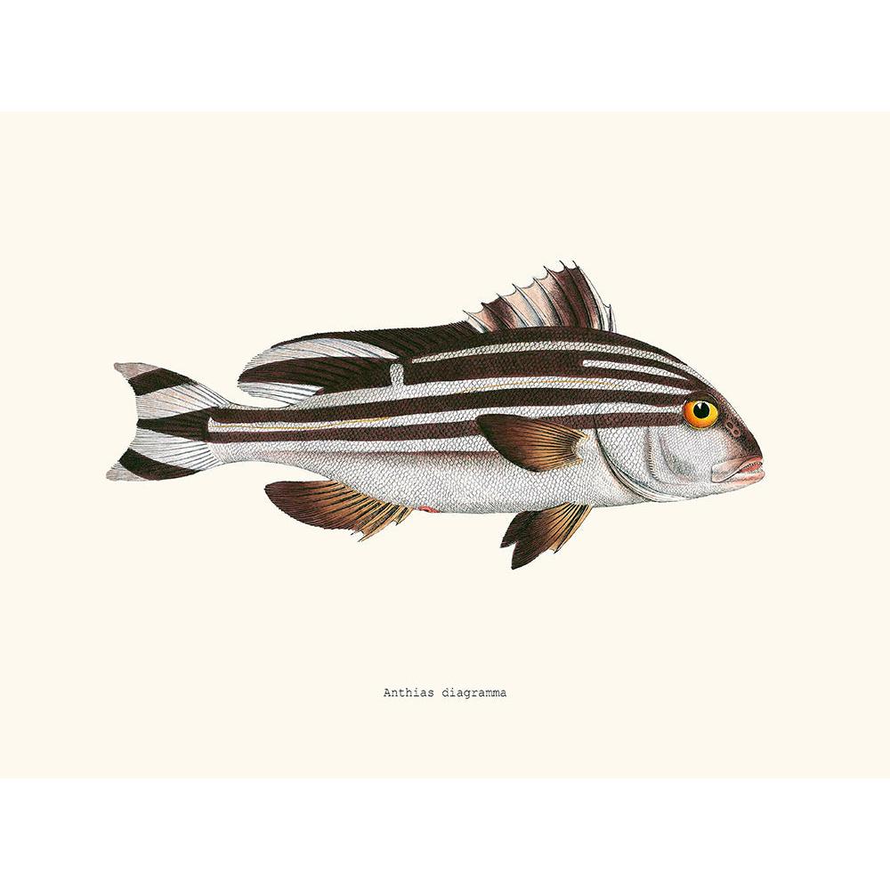 Sciences Naturelles - Anthias Diagramma