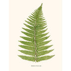 Sciences Naturelles - Aspidium Angulare
