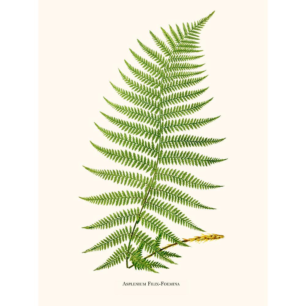 Sciences Naturelles - Asplenium Filix Foemina