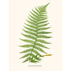Sciences Naturelles - Asplenium Filix Foemina