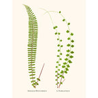 Sciences Naturelles - Asplenium Monanthemum