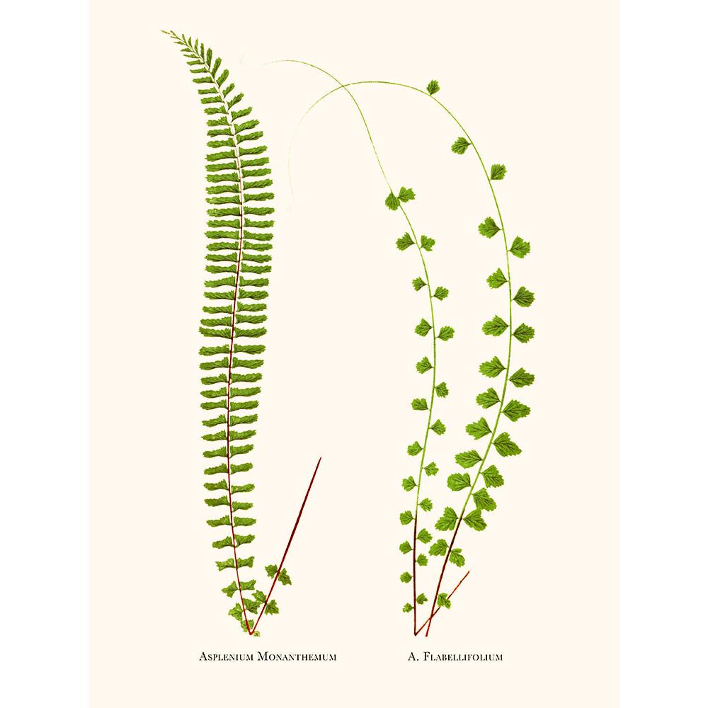 Sciences Naturelles - Asplenium Monanthemum