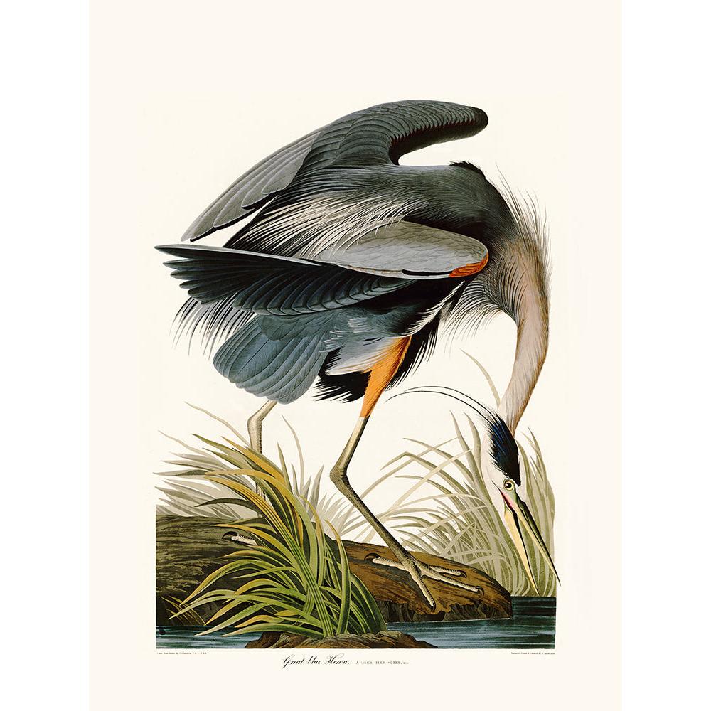 Sciences Naturelles - Blue Heron