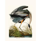 Sciences Naturelles - Blue Heron