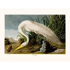 Sciences Naturelles - White Heron